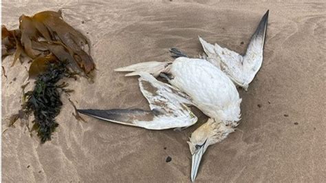Avian Flu Hits World S Largest Gannet Colony On Bass Rock Bbc News
