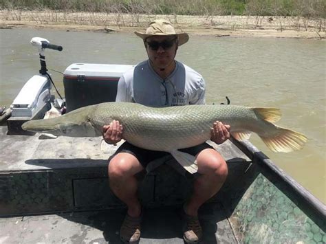 Large 7 Foot Alligator Gar Caught In South Texas