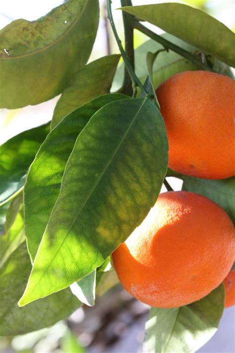 Have You Ever Heard of a Robinson Tangerine? - Citrus.com