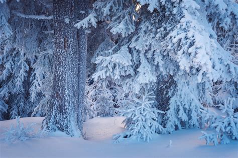 Fondos De Pantalla Árboles Bosque Naturaleza Nieve Invierno