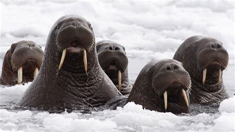 Whats Next For Alaskas Stranded Walrus