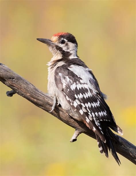 Premium Photo Syrian Woodpecker Dendrocopos Syriacus A Young Bird