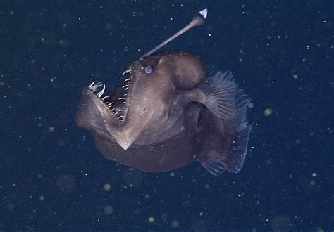 Rare Footage Shows Black Seadevil Perhaps The Deep Seas Freakiest
