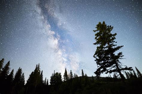 Pine Trees Silhouette Milky Way Night Sky Stock Photo Image Of Astro