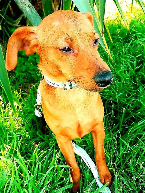 Lydia 1 Year Old Female Miniature Pinscher Cross Available For Adoption