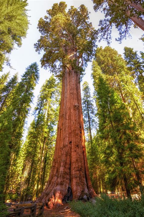 The Tallest Oldest Heaviest And Most Massive Trees