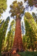 The Tallest, Oldest, Heaviest, and Most Massive Trees