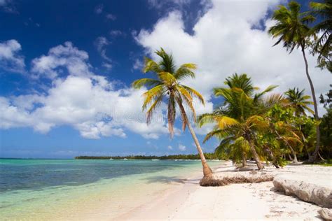 Paisaje Del Caribe Con Las Palmeras Imagen De Archivo Imagen De Coastline Costa 55213441