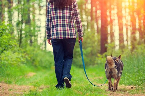 richtig gassi gehen tierische tipps von das futterhaus