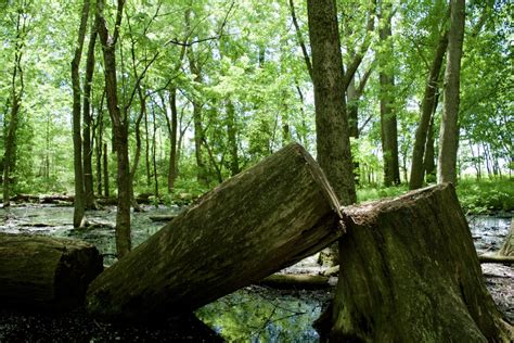 Free Images Nature Outdoor Swamp Wilderness Wood