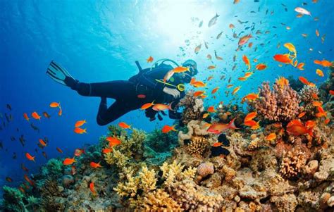 Cebu Scuba Diving In Pescador Island And Sardine Snorkeling Getyourguide
