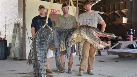 Two Alligators Topping 720 Pounds Each Caught In Mississippi The Two