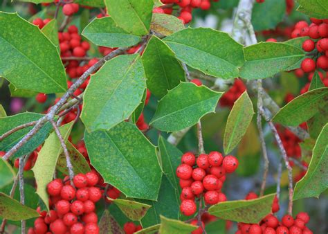 Savannah Holly Produces Outstanding Berry Color Mississippi State