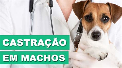 Castra O Em C Es E Gatos Clinica Veterin Ria Em Guarulhos Veterin Rio