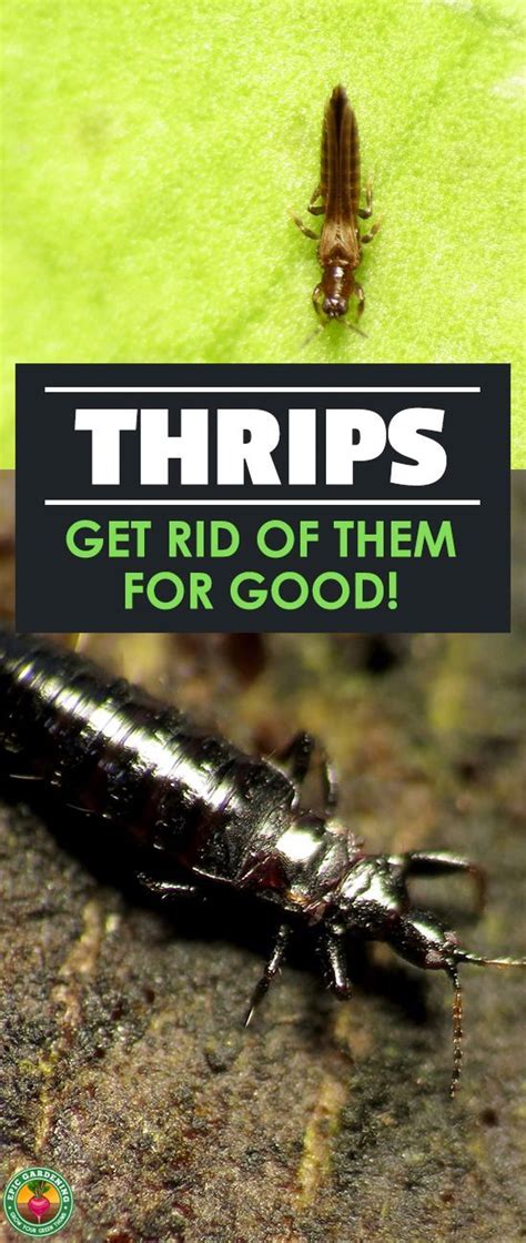 Thrips How To Identify And Get Rid Of Them Epic Gardening Garden