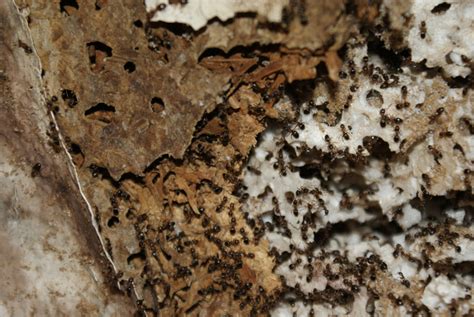 Fliegende ameisen erscheinen, damit das ameisenvolk sich vermehren kann. Ameisen | Carla Kemmerling - Schädlingsbekämpfung