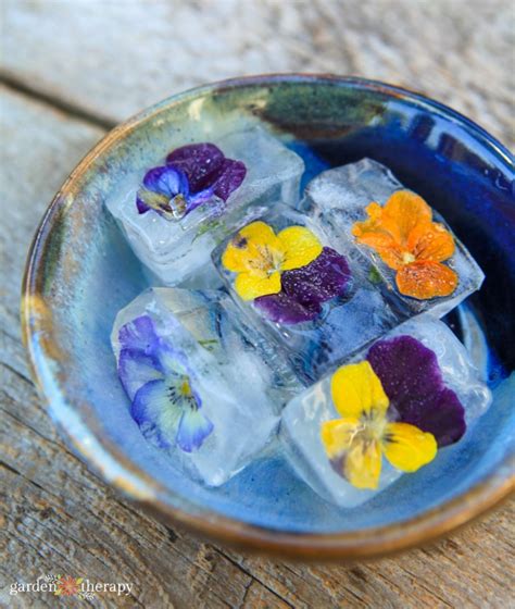 How To Make The Perfect Edible Flower Ice Cubes How To Use Them