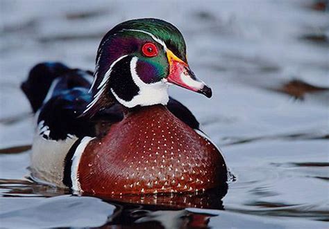 Wood Duck The Wood Duck Or Carolina Duck Is A Species Of Duck Found