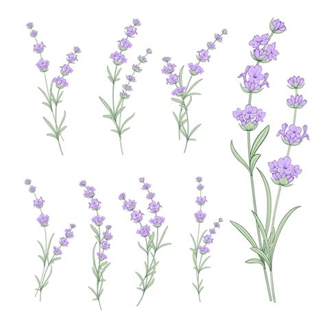 Premium Vector Set Of Lavender Flowers