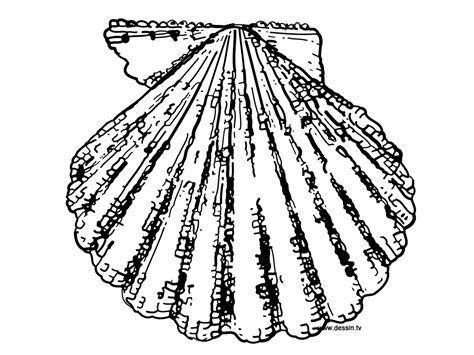 Just print out this seashore scallop seashell pdf file on your choice of paper and have fun! Coloring scallop