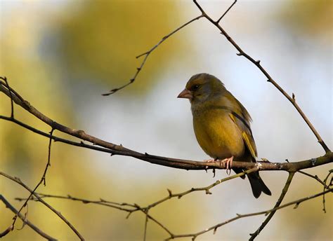 Verdier Photo Et Image Animaux Animaux Sauvages Oiseaux Images