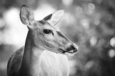 Deer Profile Black And White Photograph By Gaby Ethington
