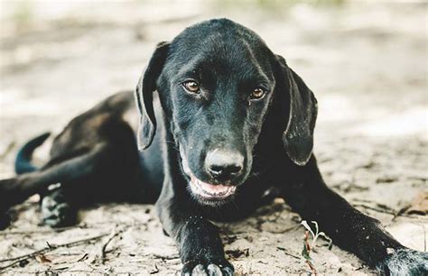 Hiccups are involuntary contractions of the diaphragm, says dr hiccups may also happen when dogs are excited or stressed, or when they inhale an irritant, wystrach says. Can Dogs Get Hiccups? What Do Hiccups in Dogs Mean and ...