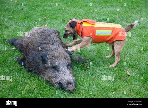 Westfalen Terrier Hunting Dog With Shot Wild Boar Lower Saxony