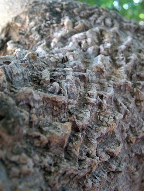 Free Images Tree Rock Wood Leaf Trunk Soil Fauna Geology