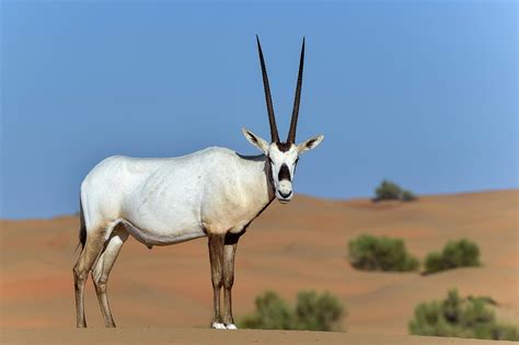 The Arabian Oryx The Mythical Unicorn