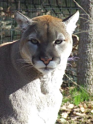 Cougar North Carolina Zoo Clarissa Peterson Flickr