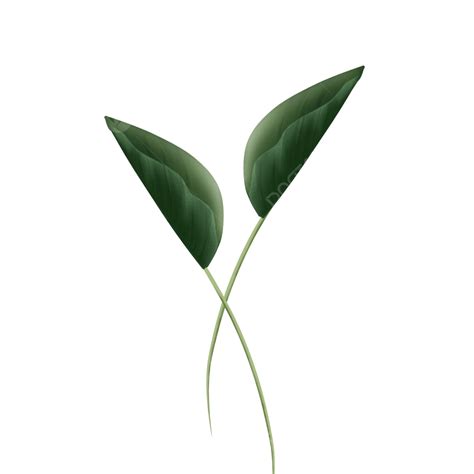 Two Green Leaves Png Picture Two Green Leaves Green Estetik