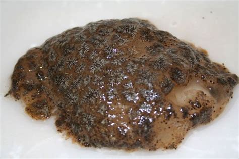 Mysterious Lake Blob Identified As Alien Bryozoan Live Science