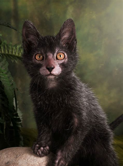 Get Ready To Be Obsessed With Werewolf Cats Lykoi Cat Cat Breeds