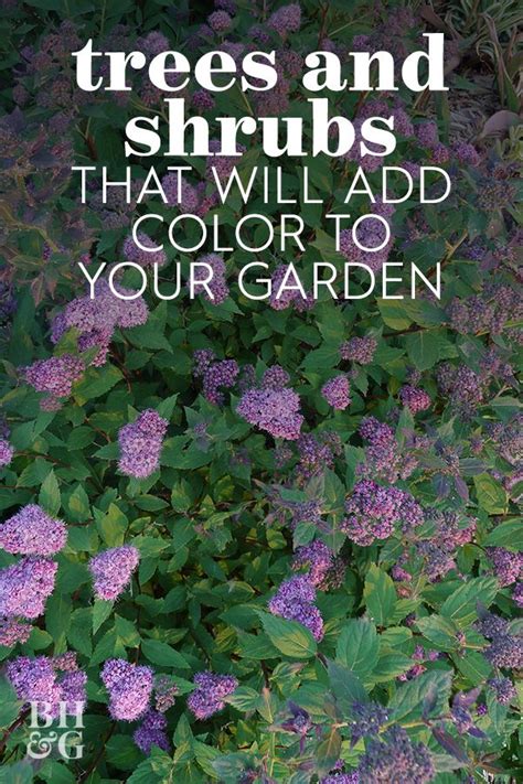 10 Spectacular Spring Blooming Trees And Shrubs That Always Make A