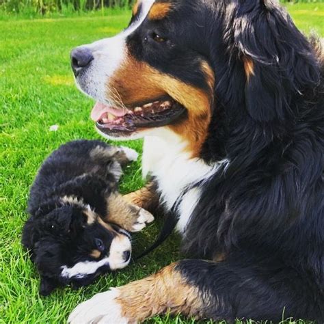 Kate Berner Sennen Puppy And Mom🐾 On Instagram Katebernersennen