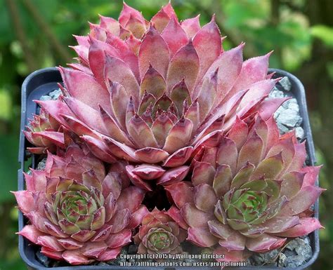 Photo Of The Entire Plant Of Hen And Chicks Sempervivum Gizmo