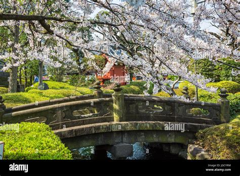 A Stone Bridge With Cherry Blossom Trees In Asakusa Tokyo Japan Stock