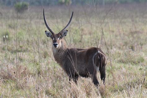 Hunting The Waterbuck Sports Afield