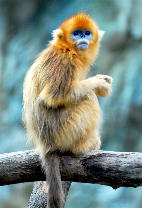 Golden Snub Nosed Monkey Facts Habitat Diet Life Cycle Baby Pictures