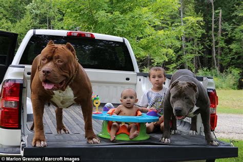 Free for commercial use no attribution required high quality images. Dog Dynasty: Hulk's son Kobe is set to be the next big pit ...