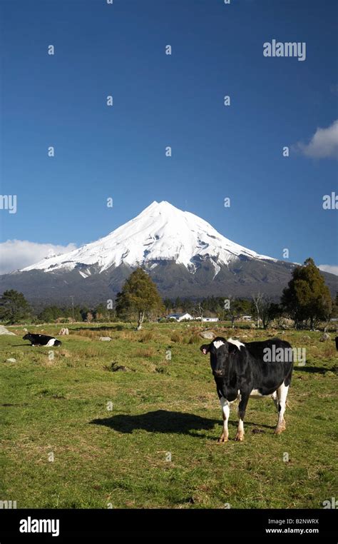 Dairy Cows Farmland Near Inglewood And Mt Taranaki Mt Egmont Taranaki