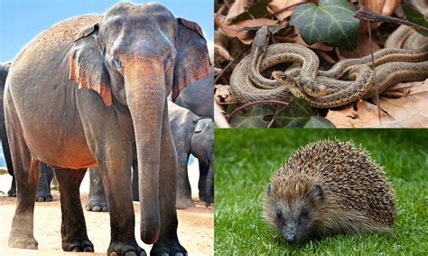 5 animales con curiosos ritos de apareamiento