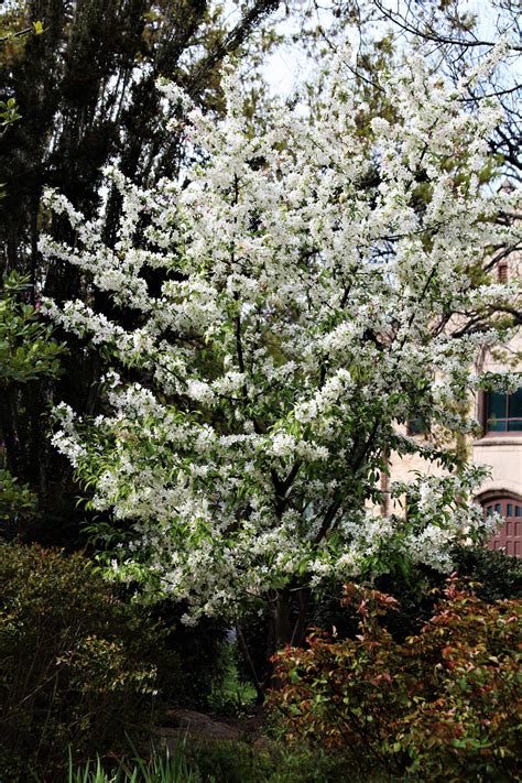 Flowering brilliant white flowers in early to mid spring precede clusters of berries that birds love and can also be used. White Flowering Tree In Park Free Stock Photo - Public ...