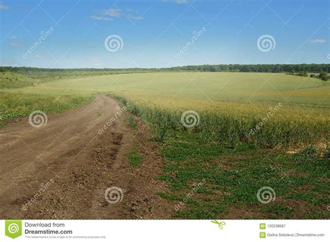 A Country Road In A Wheat Field On A Clear Summer Day Stock Image