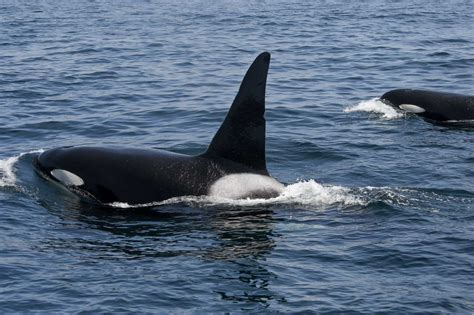 Large Group Of Killer Whales Is On The California Coast — Heres Why
