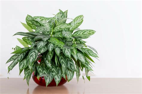 Grow And Care Of Chinese Evergreen Plant Indoor 6 Tips