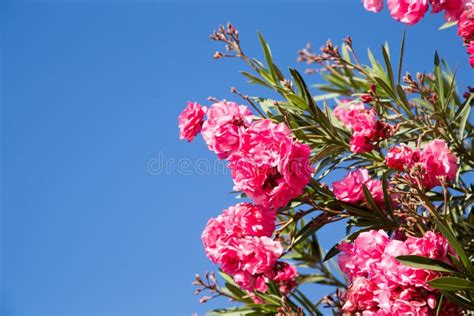Blooming Pink Oleander Flowers Or Nerium In Garden On The Background
