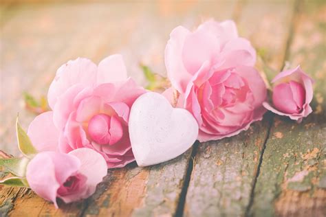 Download Flower Pink Flower Rose Heart Holiday Valentines Day 4k Ultra