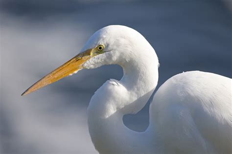 Great Egret Free Stock Photo Public Domain Pictures